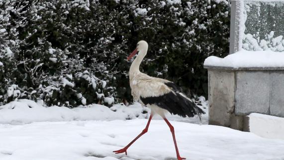 En febrero de 2016 irrumpió la nieve en la capital segoviana, con espesores de más de 15 centímetros. A