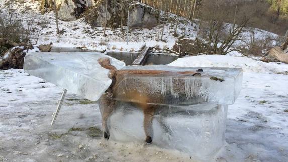 El zorro , que cayó al Danubio, congelado dentro del bloque de hielo