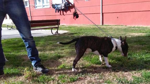 El bull terrier implicado en la pelea del parque de la calle Pato.