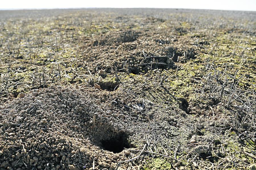  Agujeros que evidencian la presencia de topillos en una tierra. 