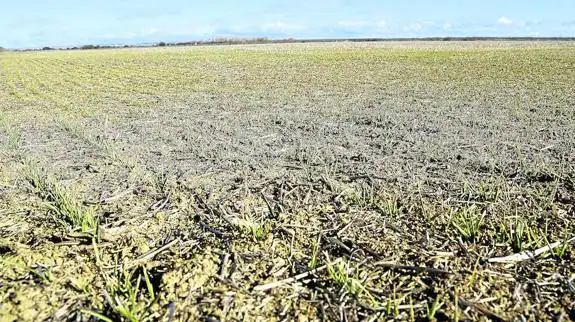  Aspecto que presenta una tierra de cultivo afectada por la fuerte sequía en Fuentes de Nava. 