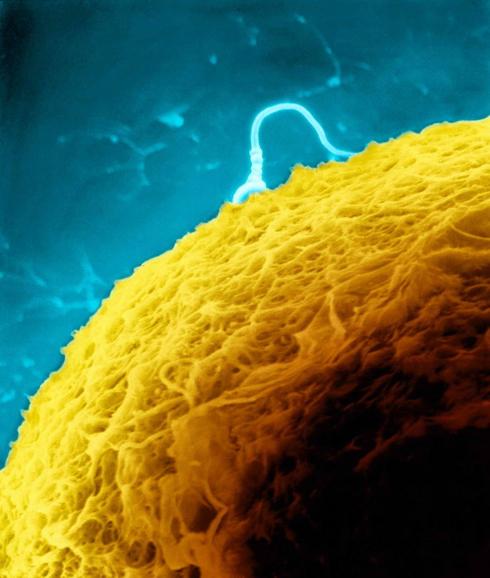 Un espermatozoide humano trata de penetrar en un óvulo