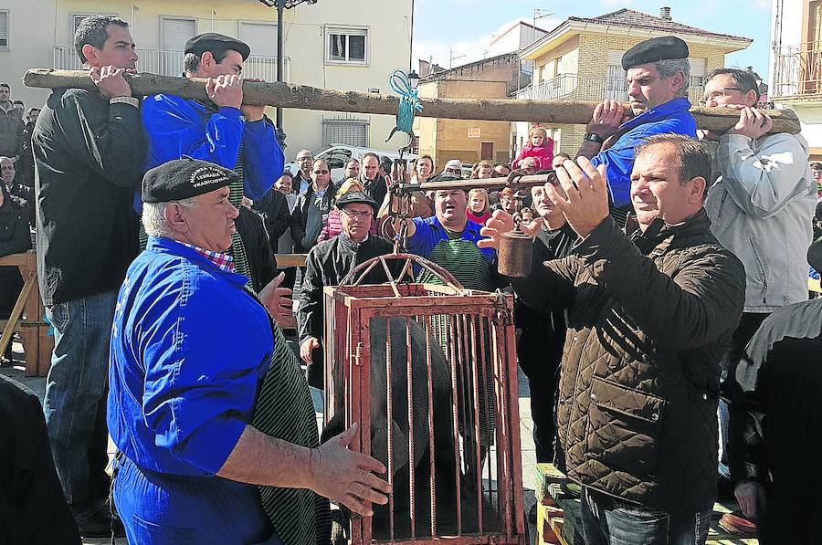 Varias personas pesando el cerdo, que tenía un peso de 155 kilogramos.