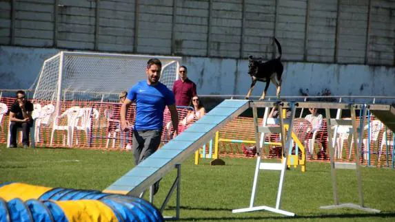 Un perro, con su guía, durante la competición. Luis Antonio Curiel