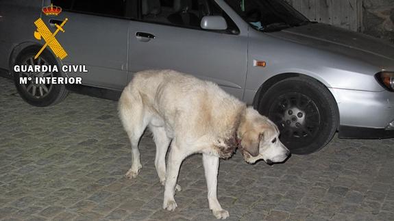 El mastín paseaba por la zona con el collar excesivamente apretado. 
