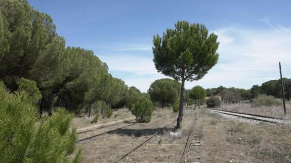 Imagen de la antigua línea de tren Valladolid a Ariza. 