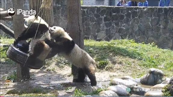 El columpio de los pandas