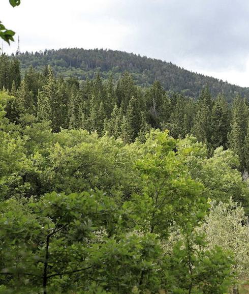 El uso del ciprés como cortafuegos,«una temeridad» para los forestales