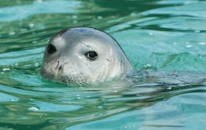Una foca monje de la colonia que vive en la costa de Mauritania. / EL NORTE