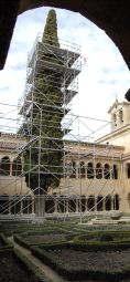 El ciprés, con el andamiaje para la restauración. / F. VÉLEZ-EFE