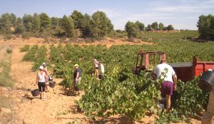 Varias cuadrillas trabajan en viñedos de Ribera de Duero. / R. RUANO