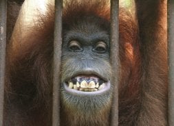 Sasa, la orangután de 13 años que sonríe a todos, no podrá volver a la jungla. / JUAN PALOP-EFE
