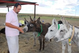Fermín Pérez, presidente de la protectora Scooby, da de comer a varios burros en la finca de Medina del Campo. / P. G.