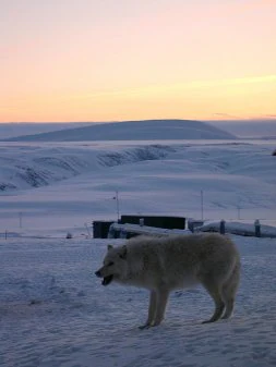 Un lobo camina por una zona militar en el Ártico canadiense. / AFP