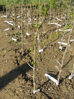 Injertos de árboles frutales en el vivero creado por Aurelio Robles en Castrillo de Villavega. A la derecha, un peral  autóctono del que se obtienen los injertos./ EL NORTE