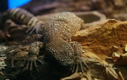 Lagarto escorpión, uno de los dos únicos saurios venenosos. Cobra india albina.