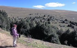 Bosques de Navidad