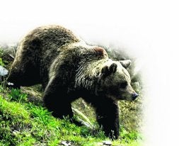 Un oso pardo camina por la Cordillera Cantábrica. / EFE