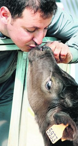 El buey que llegó de Kobe