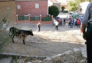 Sin incidentes en la última vaca enmaromada de las fiestas