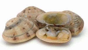 Tratamiento de mariscos Moluscos III:ª bivalvos y almejas
