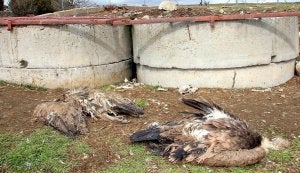 Los cadáveres de los buitres junto al muladar de la comarca de Cantalejo. ::
EL NORTE