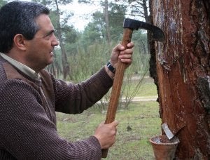 Azuela. Con esta herramienta se picaba el pino antaño . ::
A.TANARRO