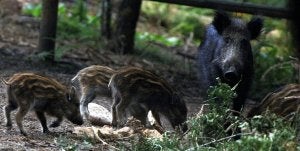 La picaresca en la espera al jabalí