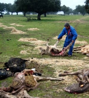 Exigen el control de la manada de lobos en Campos tras la pérdida de 90  cabezas de vacuno desde enero | El Norte de Castilla