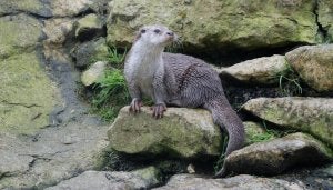 Una nutria sobre un pedrusco en la orilla del Riaza. ::
EL NORTE