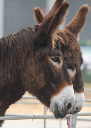 Dos ejemplares de burro zamorano leonés. ::
EL NORTE