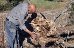 Un hombre muestra los efectos de la plaga en un ejemplar de la dehesa. ::                             F. GÓMEZ