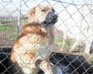 Recoger animales abandonados y llevarlos a la protectora