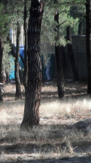 Un pinar de Nava. ::                             EL NORTE