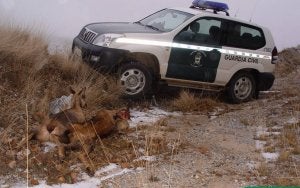 El vehículo de la Guardia Civil, junto a los ejemplares de rebeco abatidos. ::
EL NORTE