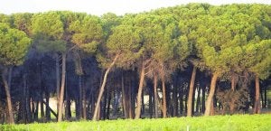 Tierra de Pinares: el conocimiento local como estrategia de futuro