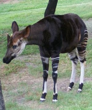 Un ejemplar de Okapi. ::