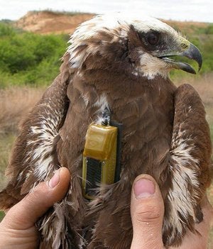 Un ejemplar de aguilucho lagunero, similar a los dos que han sido hallados muertos por envenenamiento en el coto. ::
A. RODRÍGUEZ