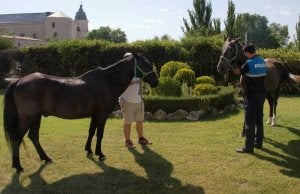 Los dos caballos en el jardín junto a la Policía Municipal. ::
J. H.