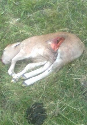 Ternero muerto. ::                             EL NORTE