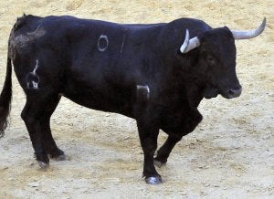 Dieciséis cortadores de toros abren hoy el festival de Tordesillas