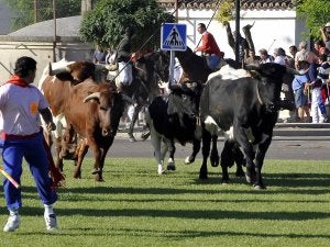 Los toros corren sueltos en el encierro de ayer. ::
FRAN JIMÉNEZ