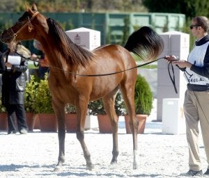 Imagen de una edición anterior del Campeonato Nacional de Caballos Árabes. ::
ROSA BLANCO