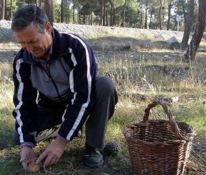 Un hombre recoge setas en la campaña anterior. ::                             EL NORTE