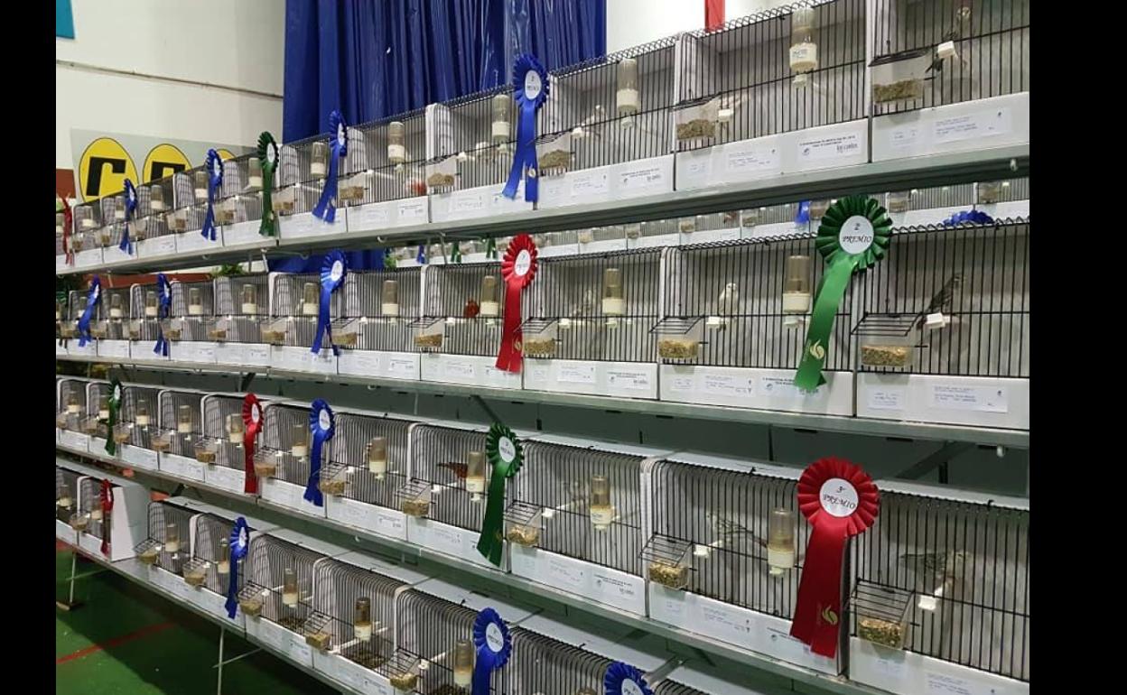 Internacional de Ornitología 2019