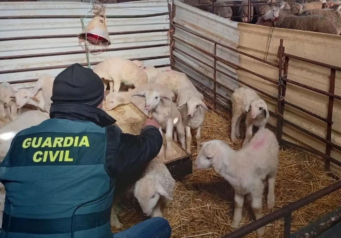 UPA-UCE denuncia el robo de corderos en Alburquerque