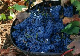 Aseguran que algunas bodegas no admitirán más uva hasta que no vendan el vino en stock.