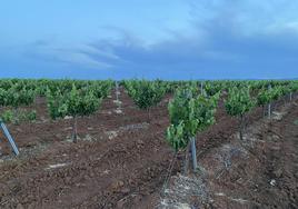 Creen que las circunstancias actuales pueden afectar a la próxima campaña.