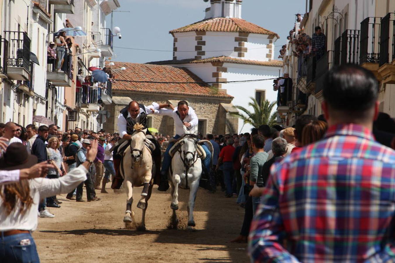 El pasado 22 de abril Arroyo de la Luz volvió a vibrar con el galopar de los caballos que recorrieron la Corredera, ocupada por unas 15.000 personas. En la fiesta participaron 160 jinetes y 4 carrozas, con unos 450 participantes. 