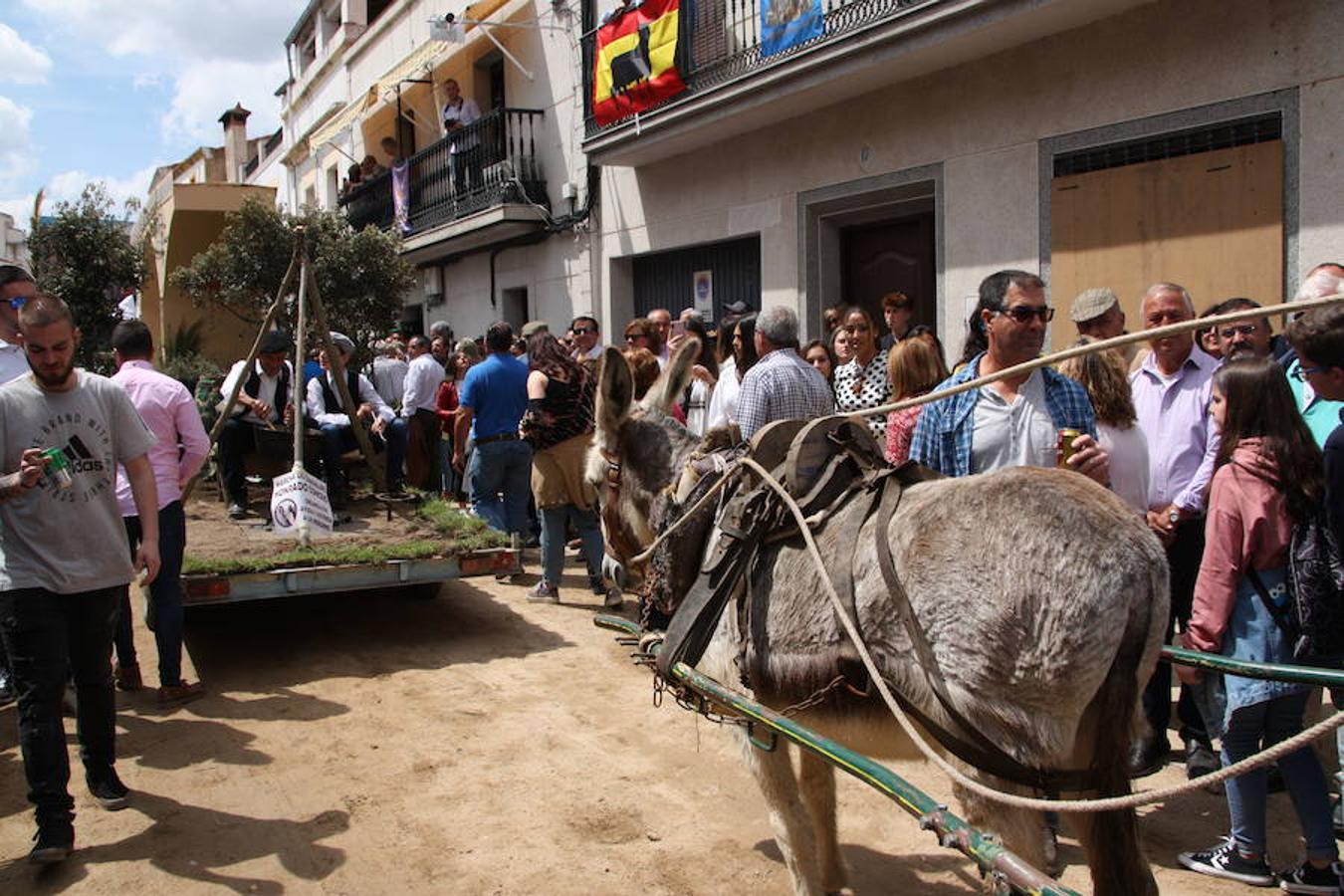 El pasado 22 de abril Arroyo de la Luz volvió a vibrar con el galopar de los caballos que recorrieron la Corredera, ocupada por unas 15.000 personas. En la fiesta participaron 160 jinetes y 4 carrozas, con unos 450 participantes. 